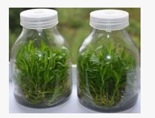 650毫升菌瓶-组培瓶生产厂家