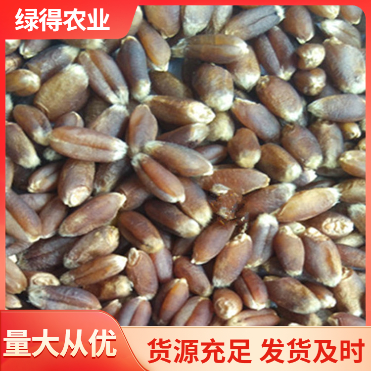 黑小麦种厂家直销