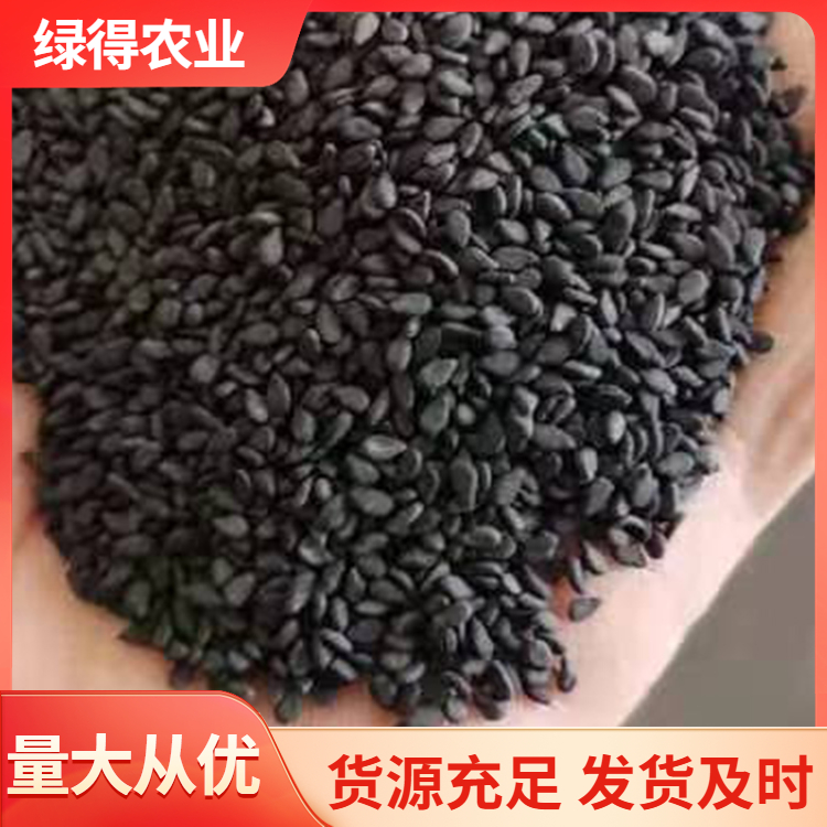 黑芝麻种子颗粒饱满 现货直发 库存充足