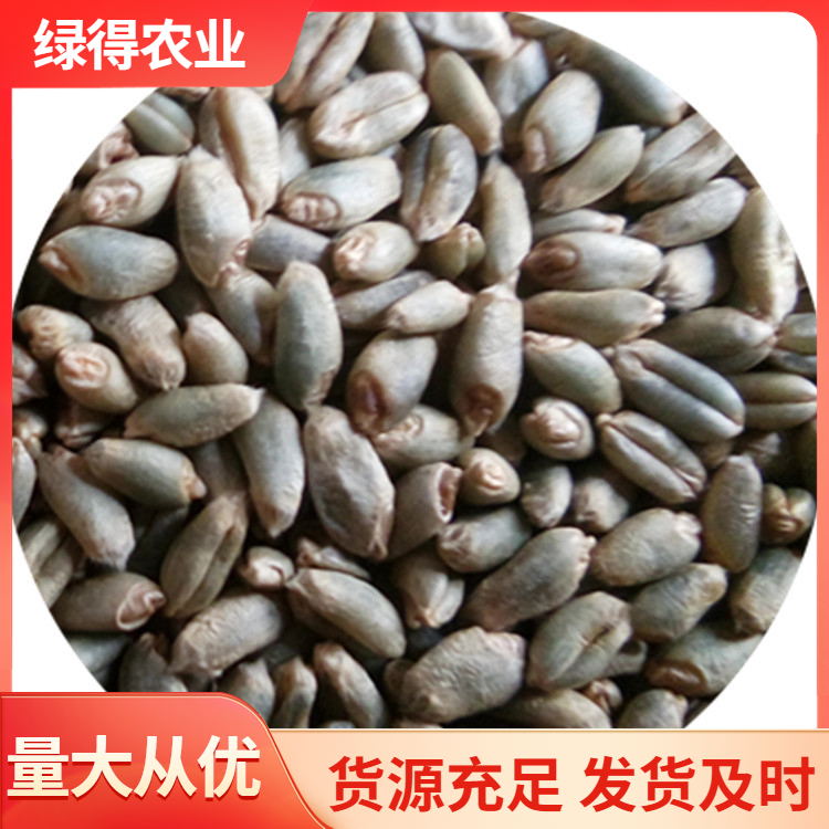 绿小麦种源头厂家