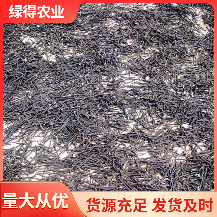 黑绿豆种产地货源