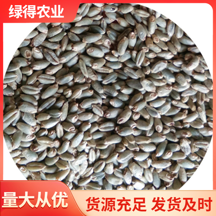 绿小麦种销售