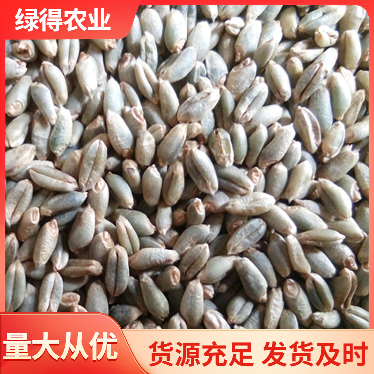 绿小麦种批发价格