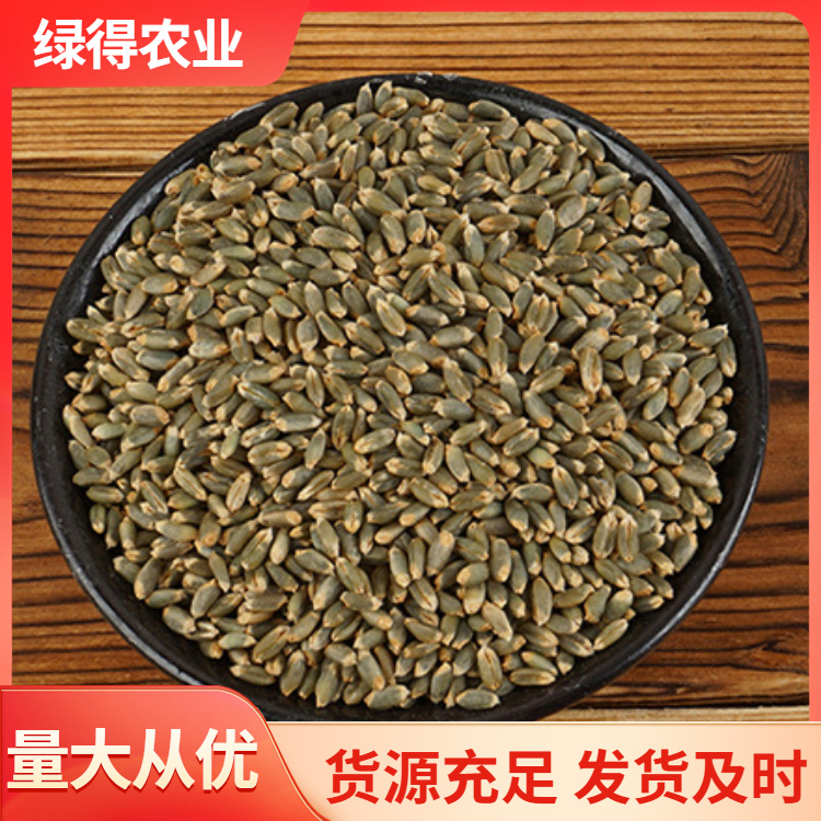 绿小麦种报价