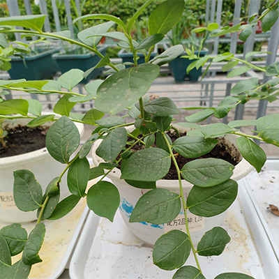 信盈PH值6.2-7.8蓝莓种植土绿植育苗用基质为幼苗提供营养能量