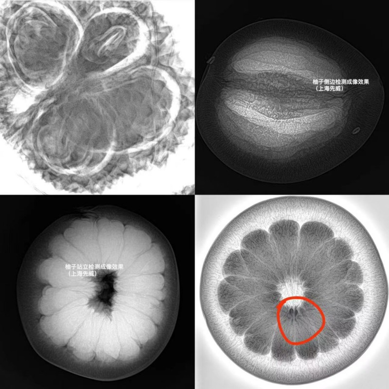 植物根茎/水果内结构/种子发育情况状况X光机检测设备