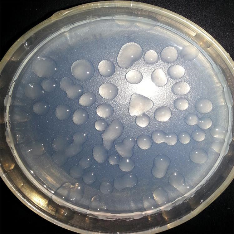 生物菌种厂家报价现货