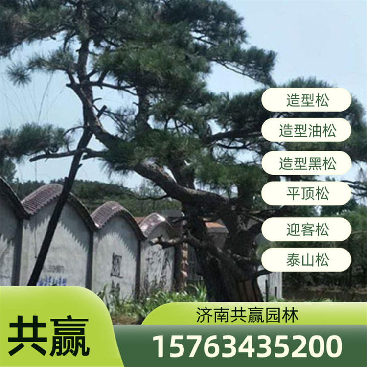 共赢园林 造型松基地  景观松 盆景松