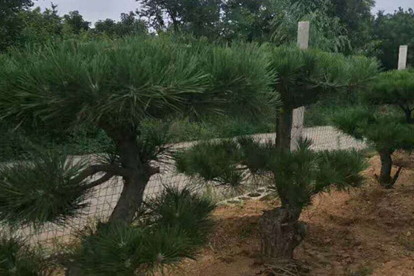 景观松 迎客松  工程松   造型松基地