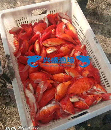 观赏鱼 (7)