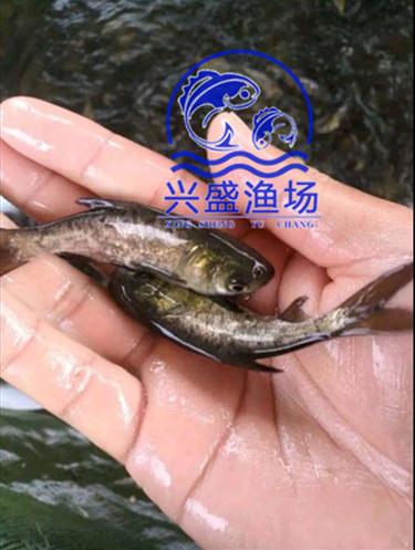 花鲢 (6)