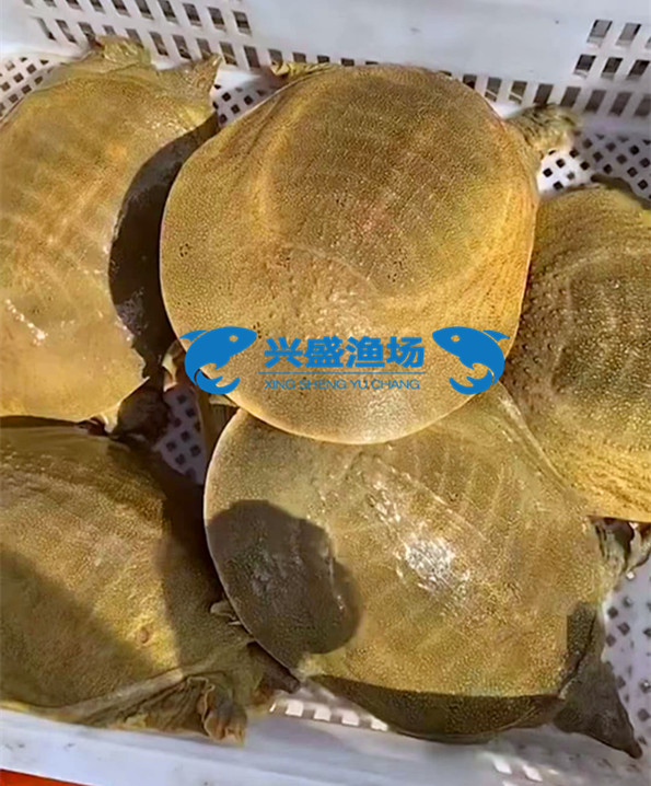 甲鱼 (1)