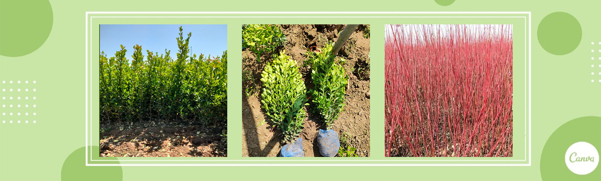 河北盛景苗木花卉有限公司