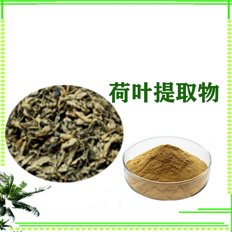 荷叶提取物 速溶粉 浸膏粉 萃取粉 质量稳定 库存充足