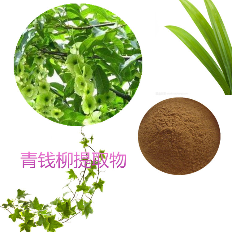 青钱柳提取物 10:1 水提 青钱柳黄酮 10% 青钱柳浸膏
