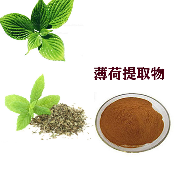 薄荷提取物 速溶粉 药食同源 薄荷提取液 大量库存 可寄样