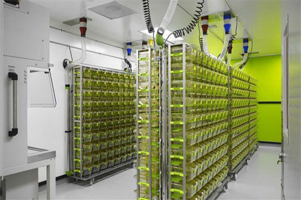 动物房实验室大型动物实验室 动物房实验室的布局设计
