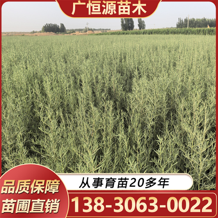 四翅滨藜 遏制土地沙化改良土壤 喜光根系发达