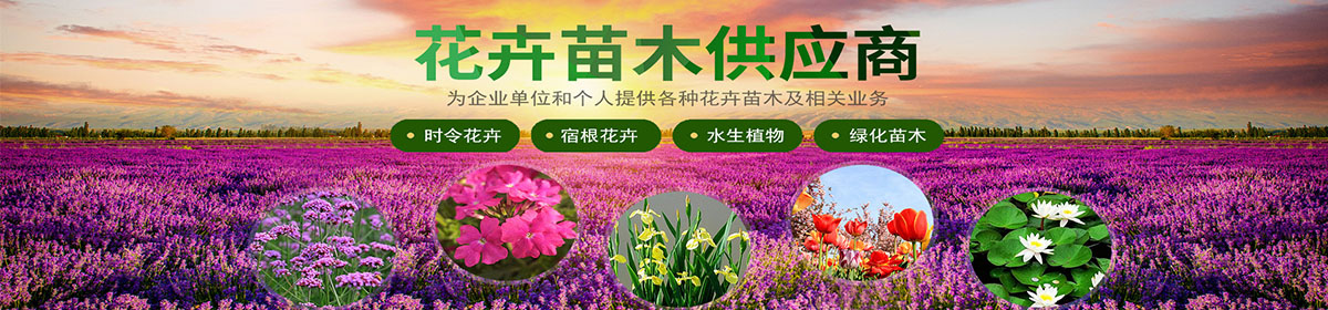 青州市坤盛花卉苗木有限公司