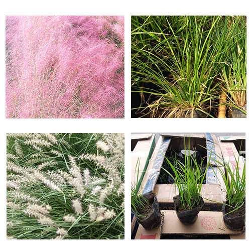 粉黛乱子草 崂峪苔草 狼尾草 坤盛花卉