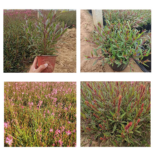 花镜植物基地直销 坤盛花卉