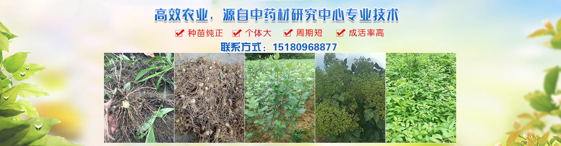 邵东县兴宜仿野生态中药材种植专业合作社