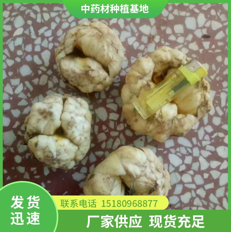 百合种苗 批发价格 易种植