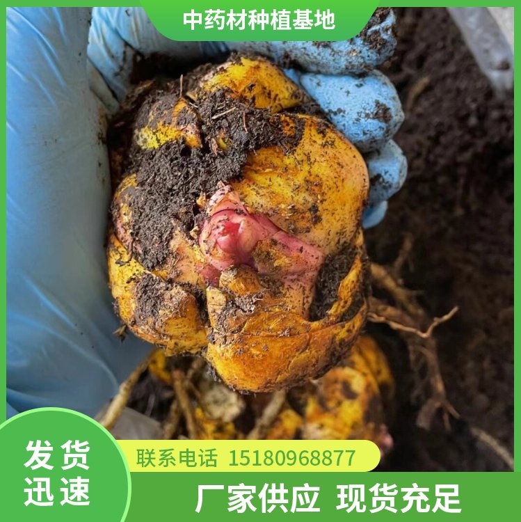 百合种苗 批发价格 基地直销