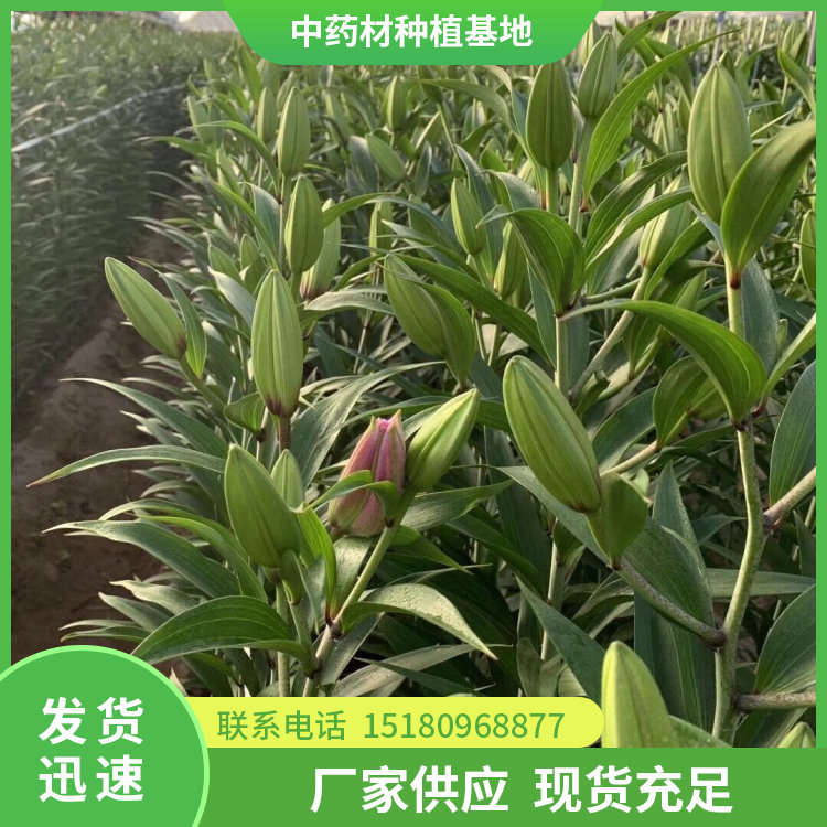 百合种苗 批发基地 量大从优