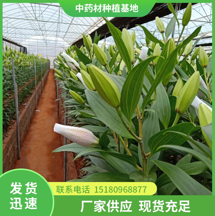 百合种苗 批发价格 种植基地批发