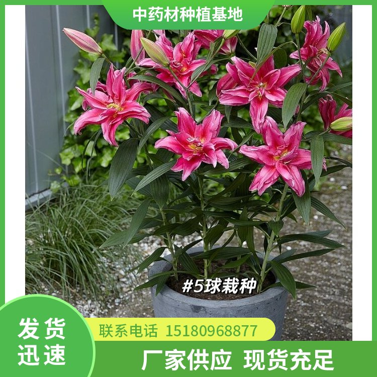 百合种苗 批发电话 种植基地批发