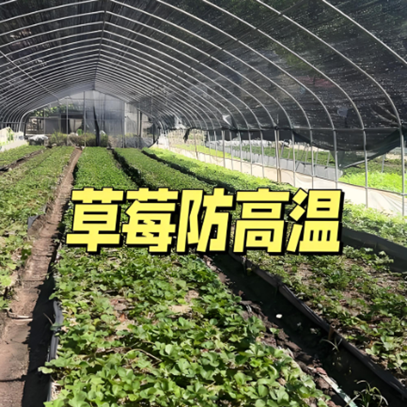 夏天来啦大棚专用遮阳网耐用防高温