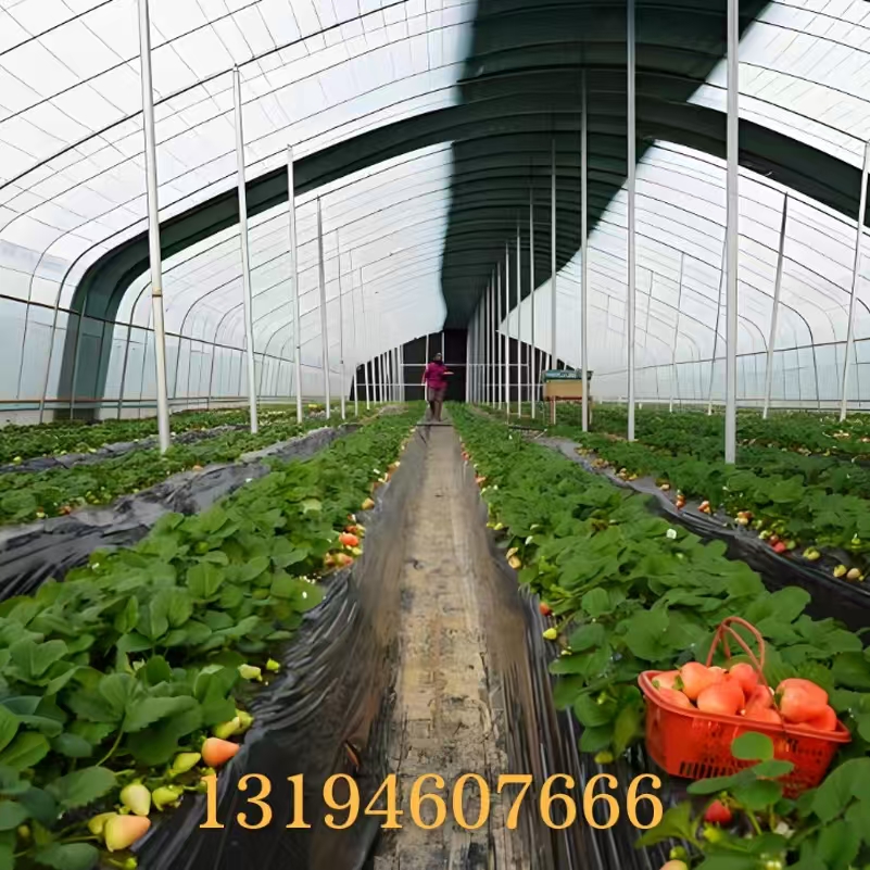 一个采摘大棚投资多少？多久返本？一年收取多少