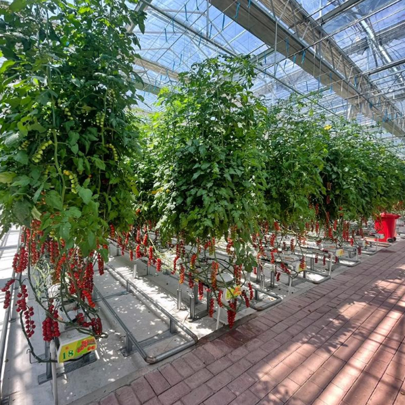 樱桃棚怎么建？暖棚樱桃棚专业设计建设规划